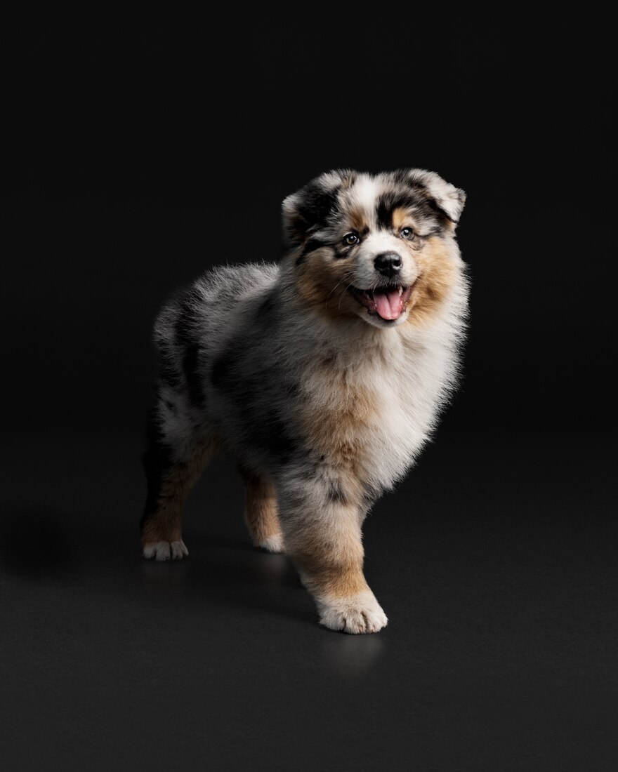 Dog Medium Aussie Puppy_2