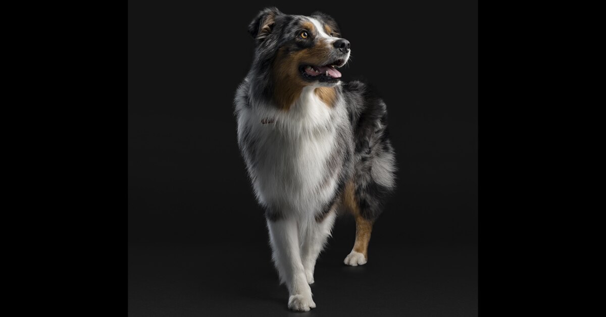 PP Dog 2a
