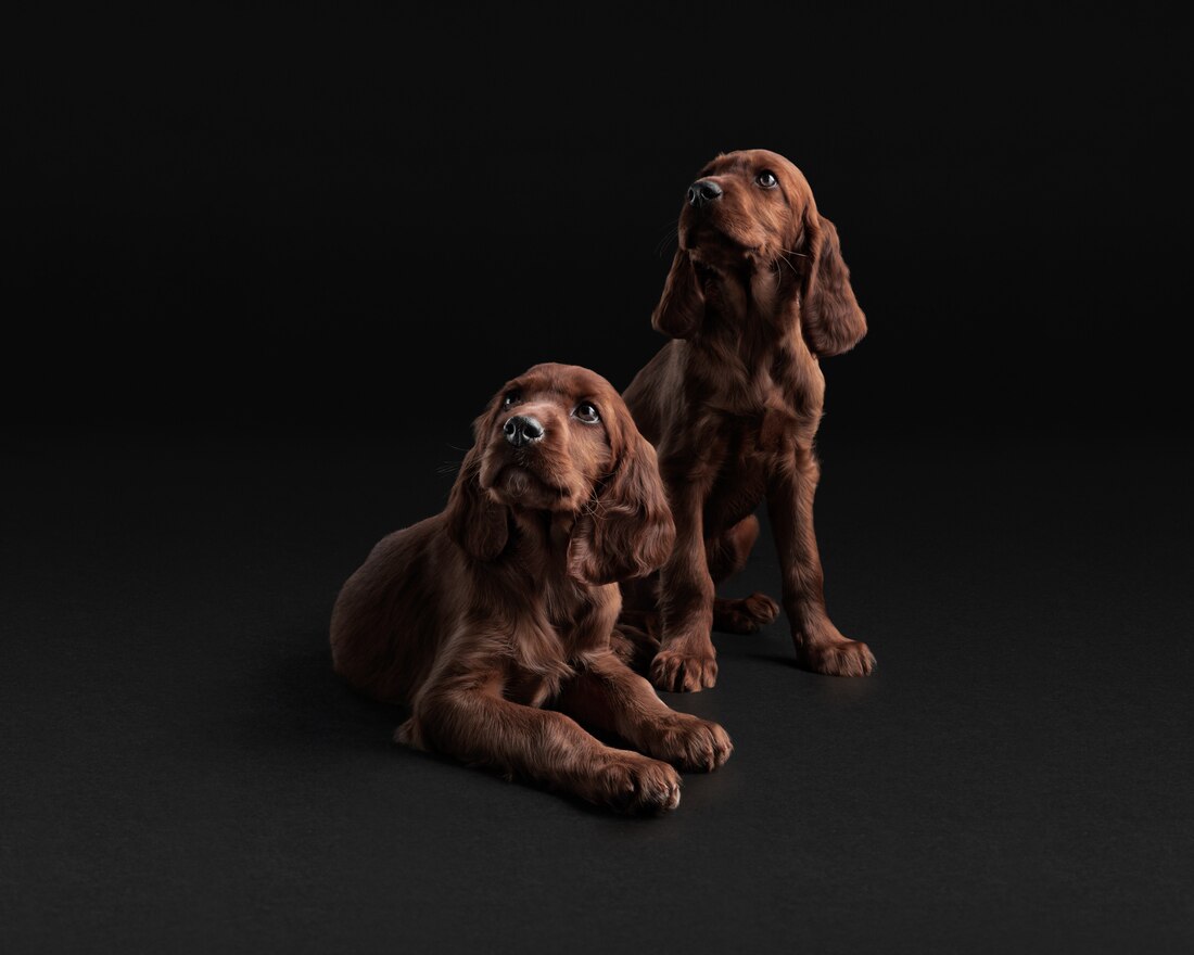 Dog Big Irish Setter Puppy
