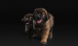 Tier, Hund, Haustier, Welpe