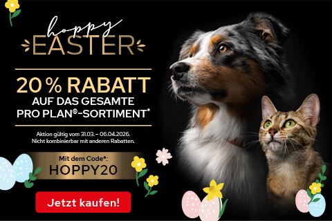 Hund, Katze, Haustier, Ostern, Rabatt