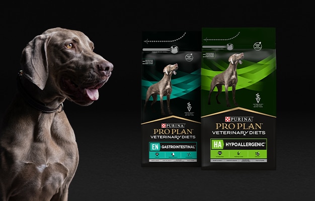 DE_PURINA_PROPLAN_0525_Webshop_Dog_CardImage_02_313x200_Retina Werbung, Plakat, Hund, Zeiger