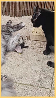 Katzen während des Hairball-Care-Anwendungstests