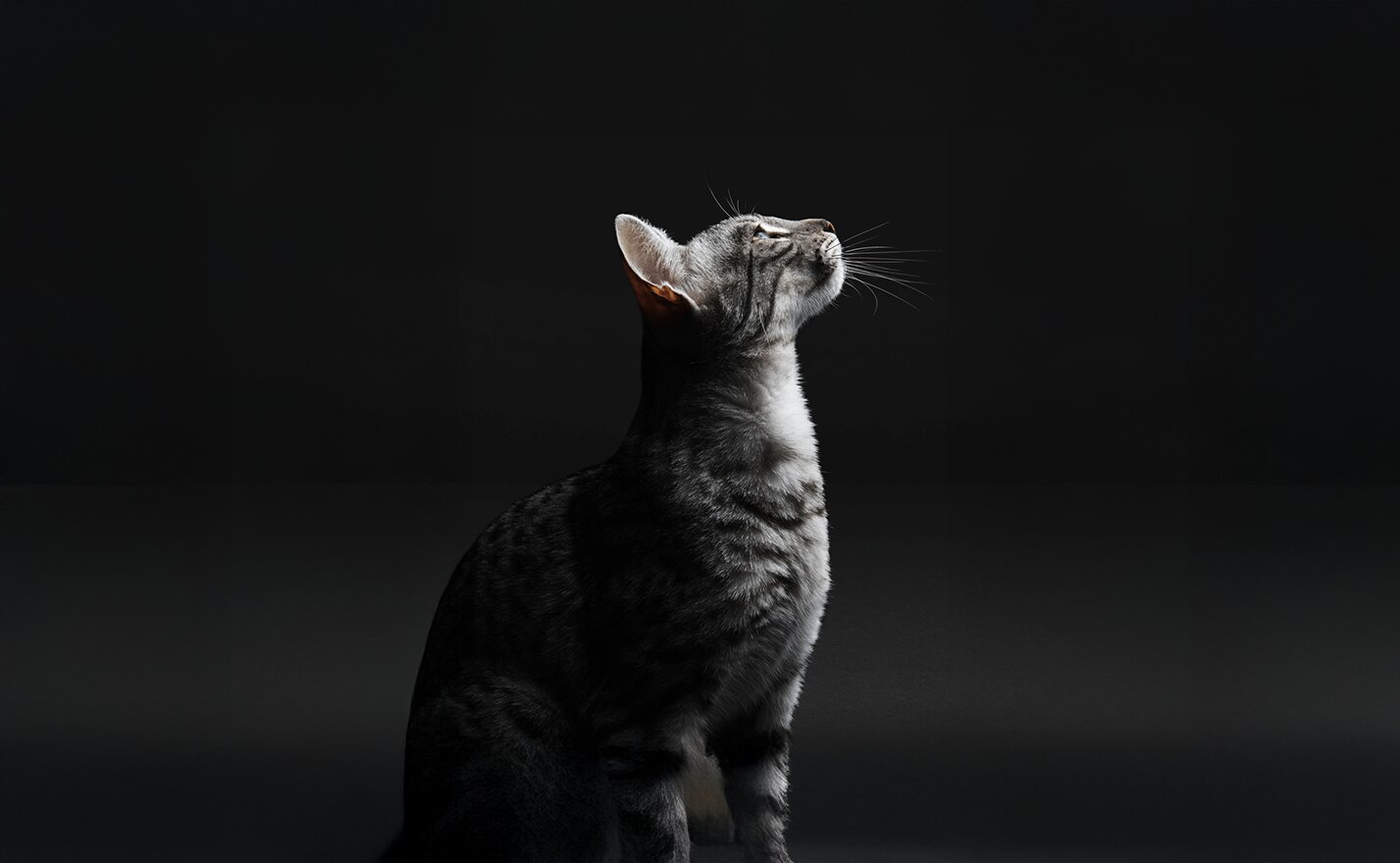 Tier, Katze, Säugetier, Haustier