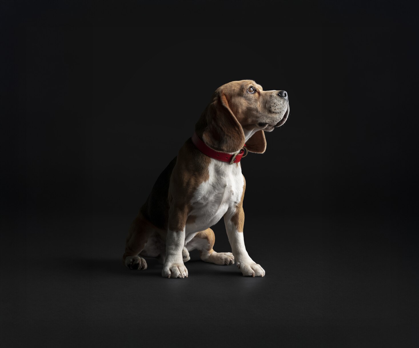 Hund, Haustier, Beagle, Hund, Beagle, Welpe, Hund, Beagle, Welpe