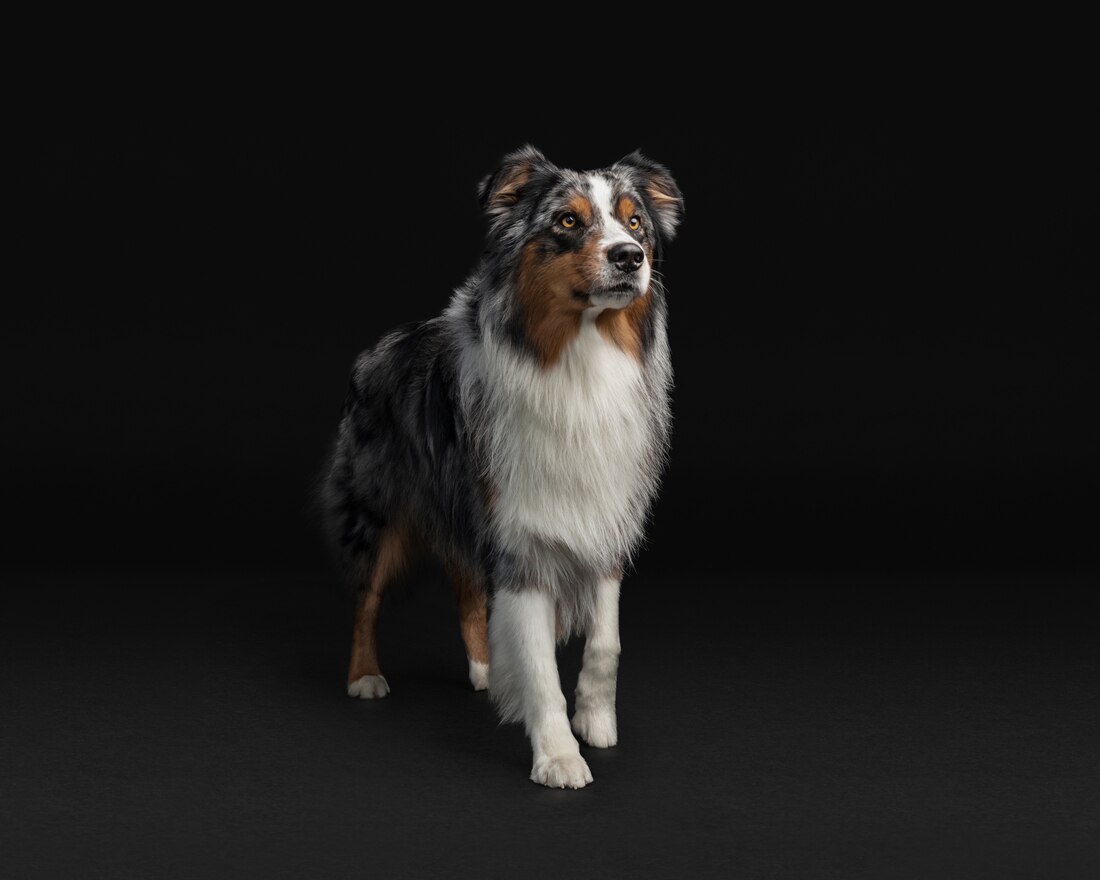 Dog Medum Aussie Senior