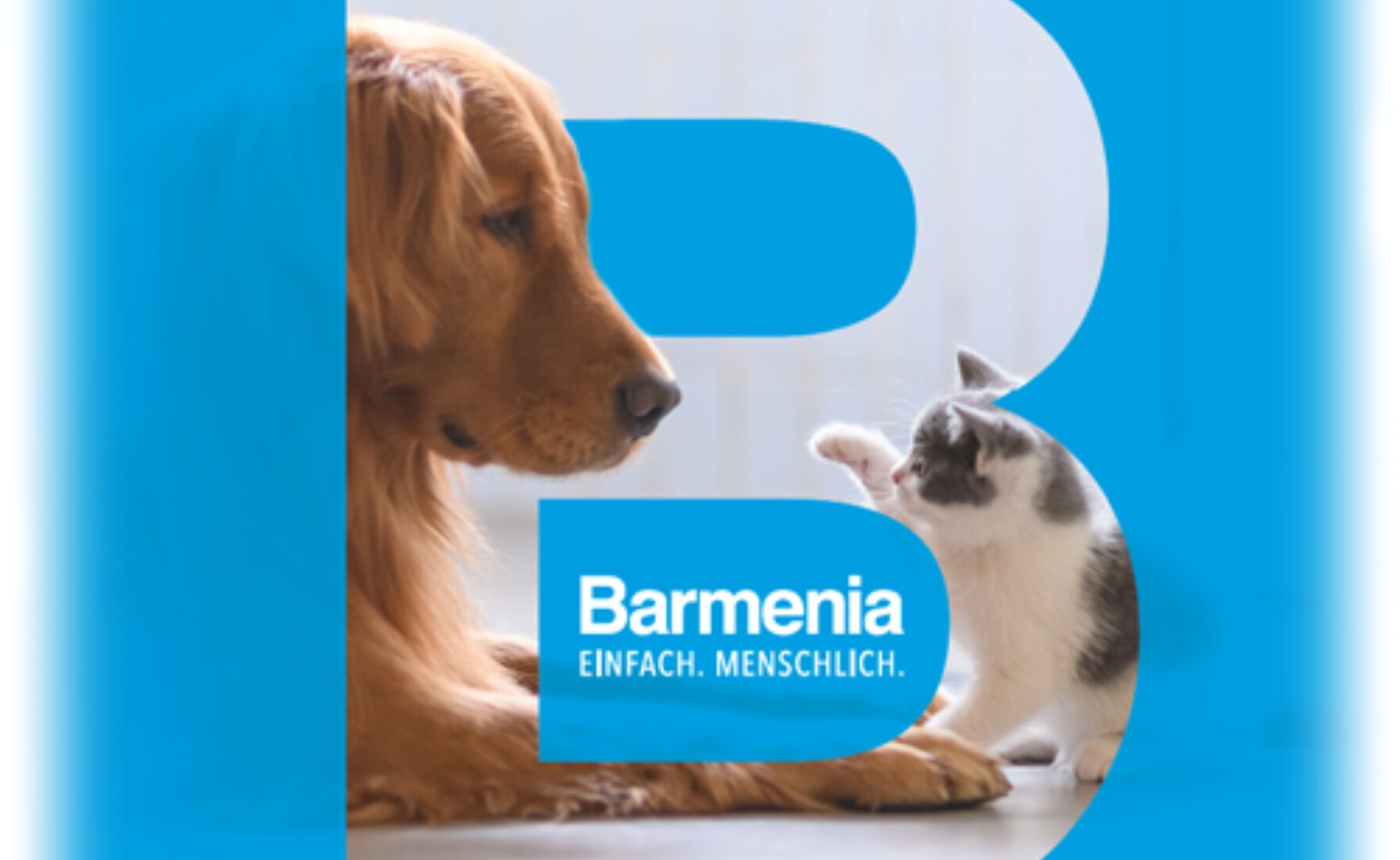 Tier, Hund, Haustier, Katze, Kätzchen