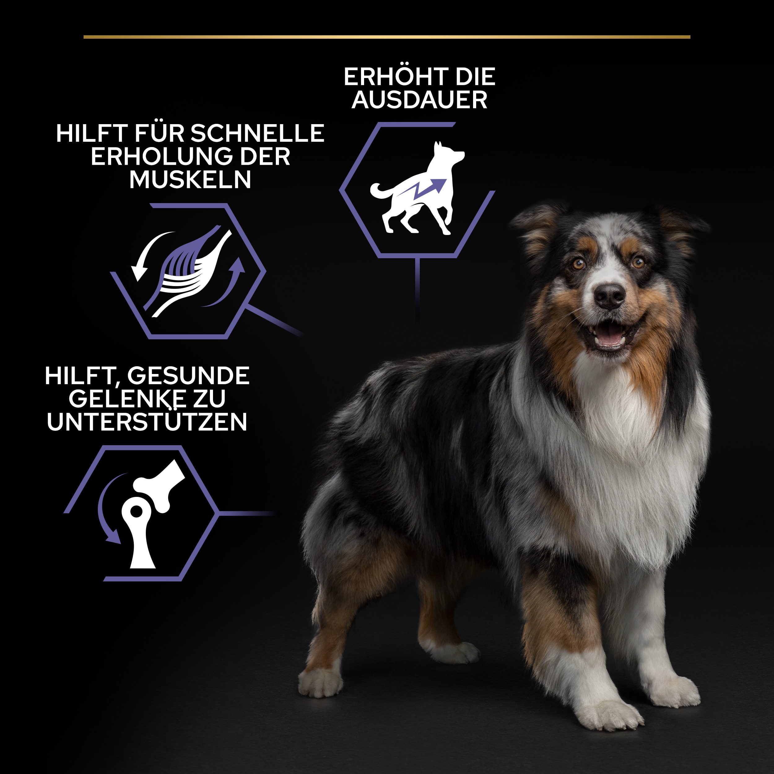 Allsize Adult Performance, Trockenfutter für ausgewachsene Hunde aller Größen mit hohem Energiebedarf, reich an Huhn, 14kg Vorteile unseres Hundetrockenfutters Allsize Adult Performance