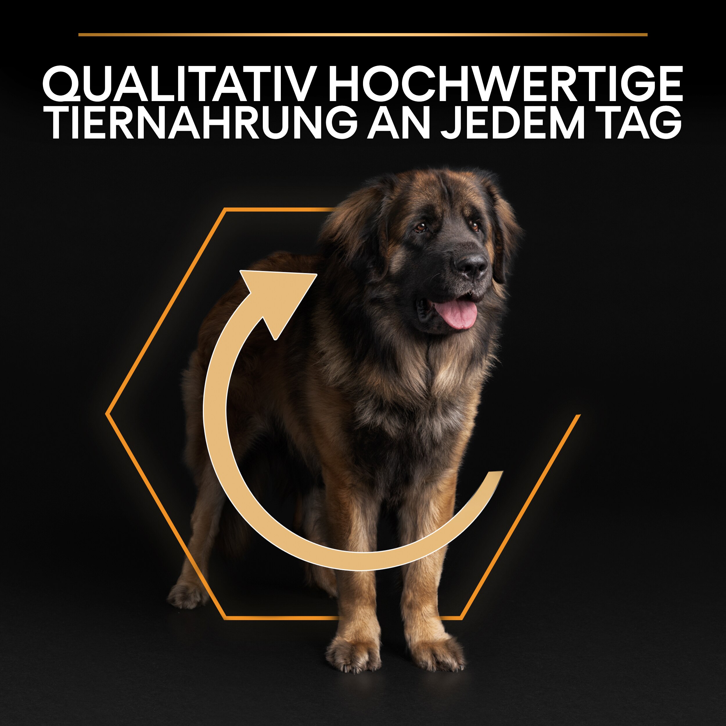 B00Y9SSX4Y.PT05 Large Robust Trockenfutter (Adult) tägliches Futter