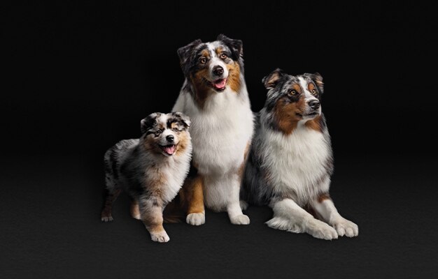 Hund, Haustier, Welpe, Collie, Hund, Haustier, Welpe, Collie, Hund, Haustier, Welpe, Collie
