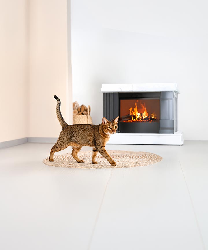 PRO-PLAN-Shop-Markenseite_Teaser_Katzennahrung_720x864