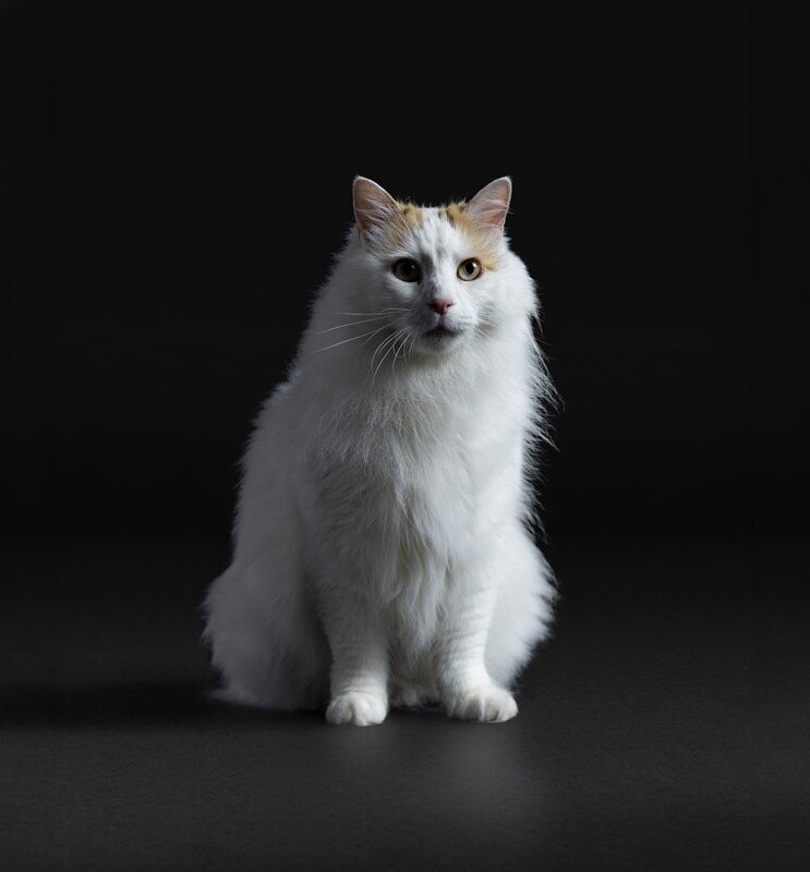 katze, langhaarige katze, weiß, fell, tigerlook