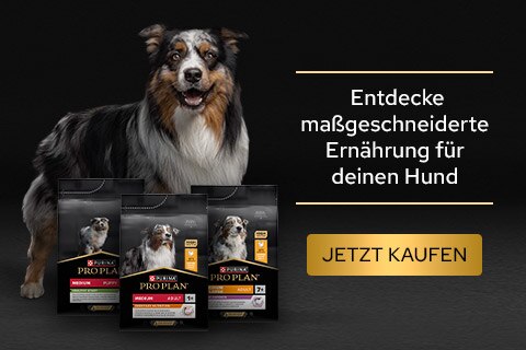 Werbung, Plakat, Hund, Säugetier, Haustier