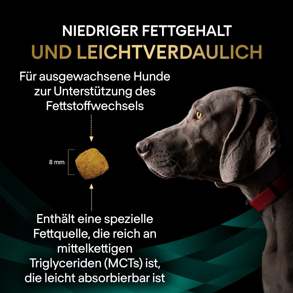 Hund, Haustier, Werbung, Plakat