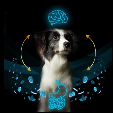 pro-plan-calming-care-collie_019ea602e026797b863c9a113b078e1e