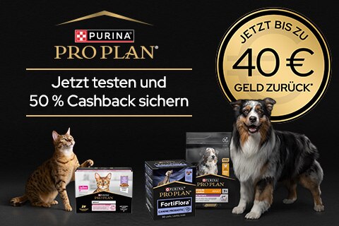 Hund, Haustier, Werbung, Katze, Plakat