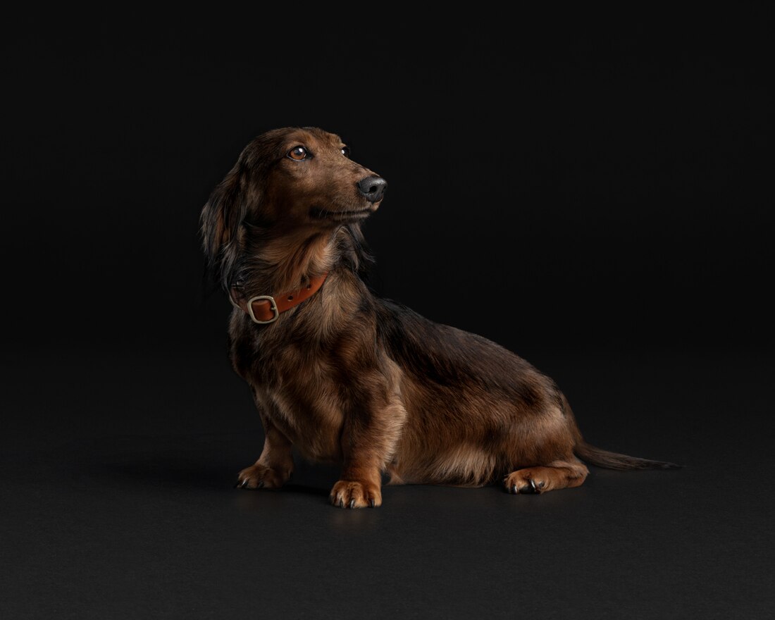 Dog Mini Dachshund Senior