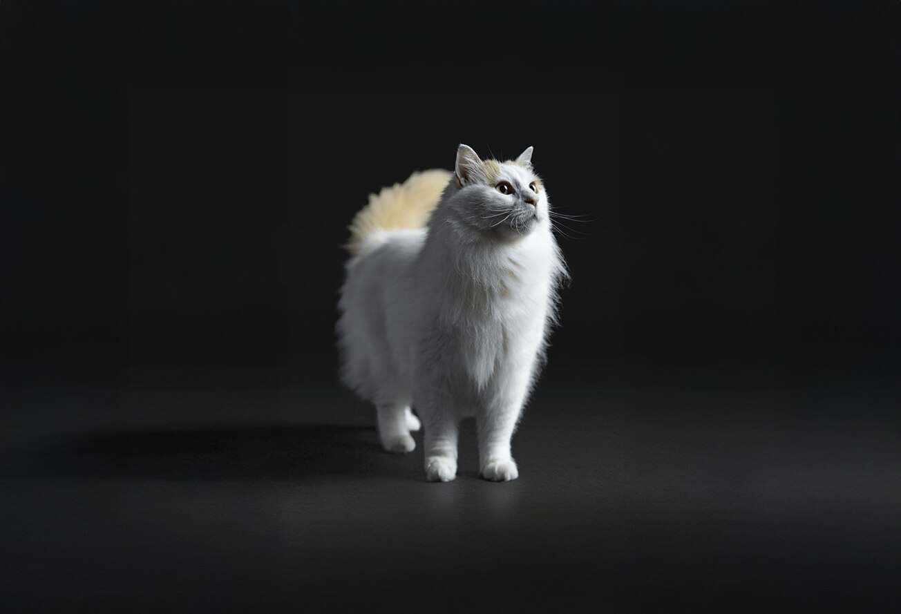 Angora, Tier, Katze, Haustier, Mann