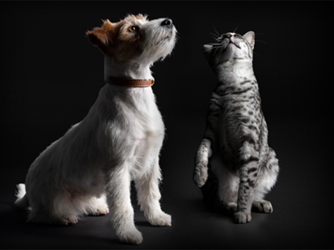 original-Dog_Cat-123138 original-Dog_Cat-123138