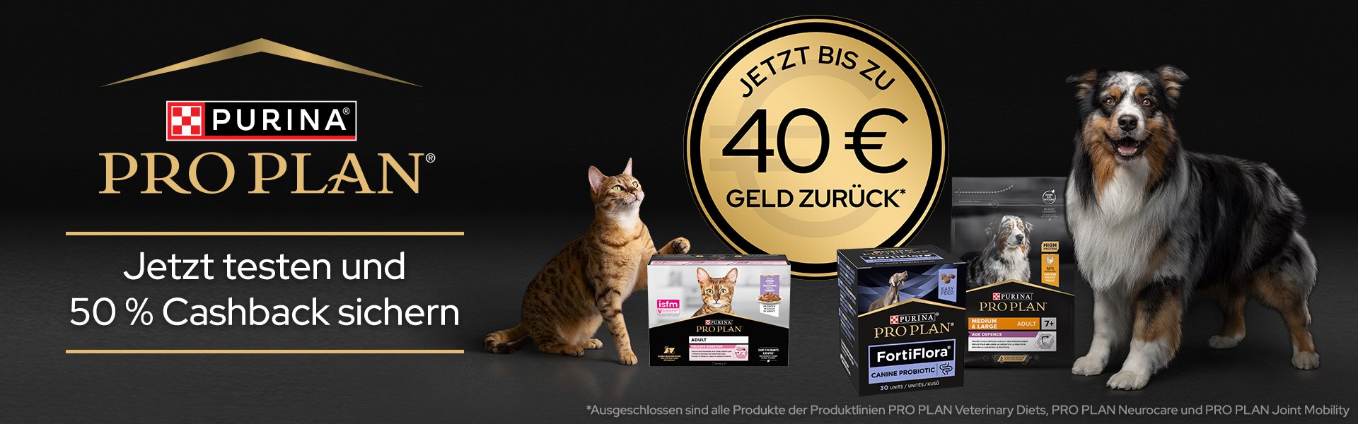 Hund, Säugetier, Haustier, Katze