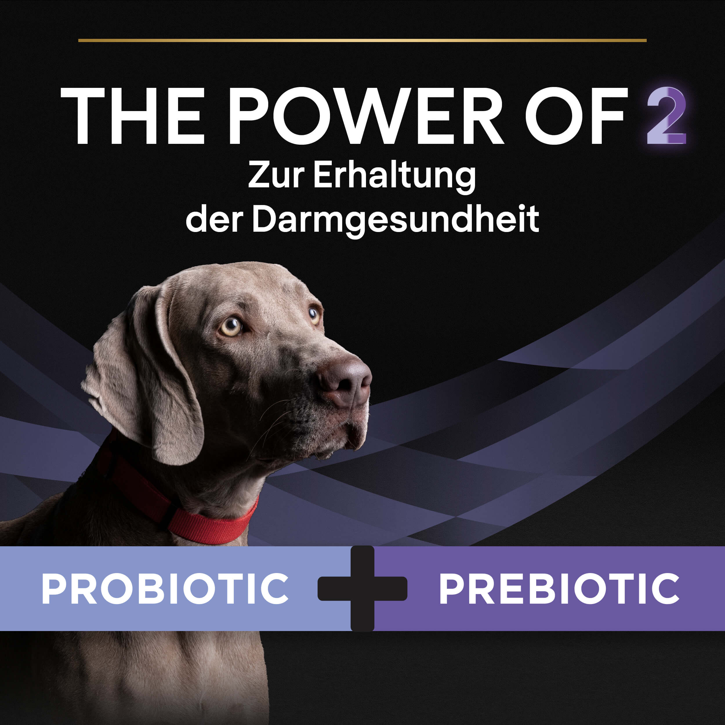 03_FF Plus eContent Werbung, Plakat, Hund, Säugetier, Haustier, Werbung, Plakat, Hund, Säugetier, Haustier