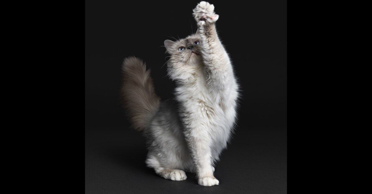 PP Cat 2a