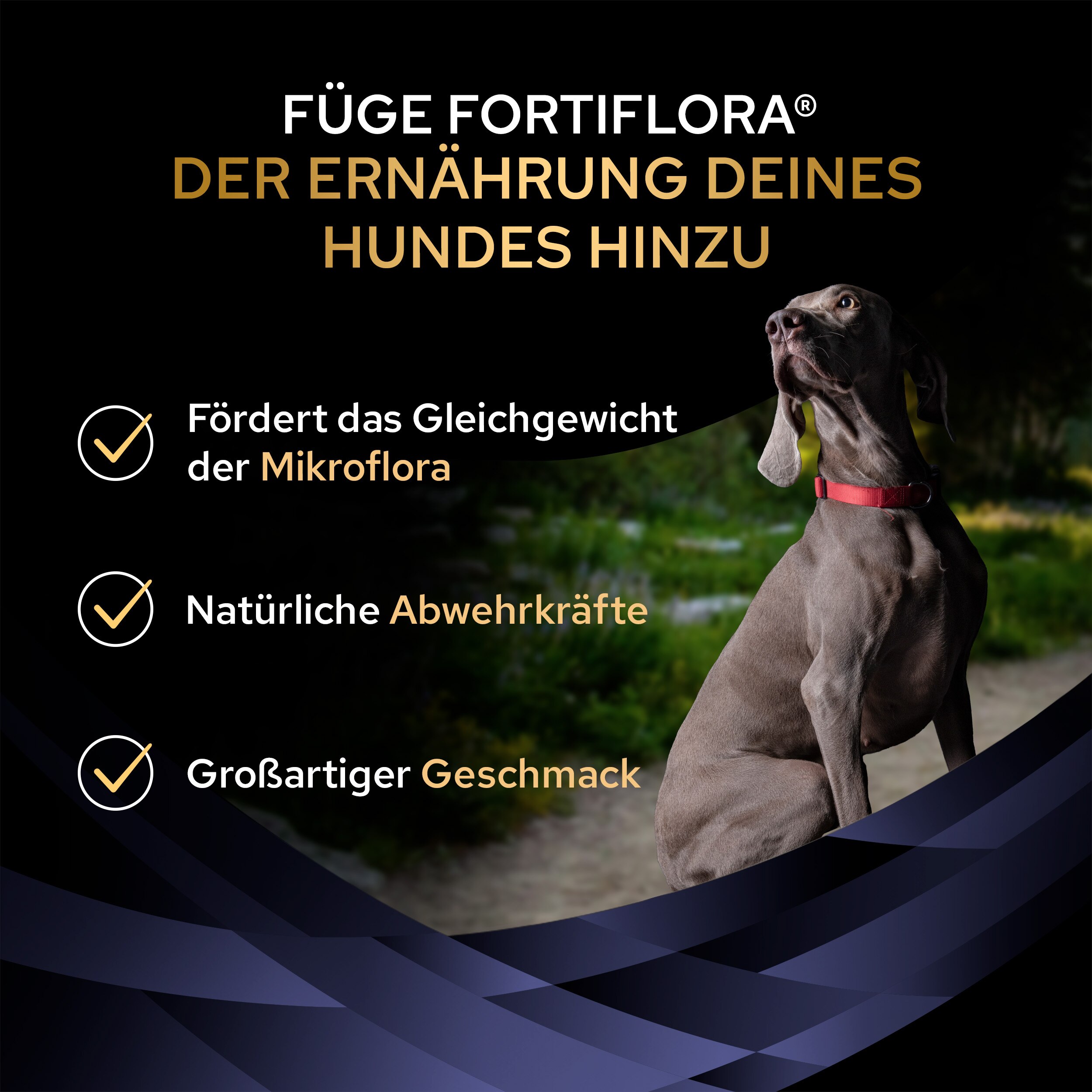 FortiFlora, Ergänzungsfuttermittel für Hunde zur Unterstützung der Darmgesundheit 30 x 1g