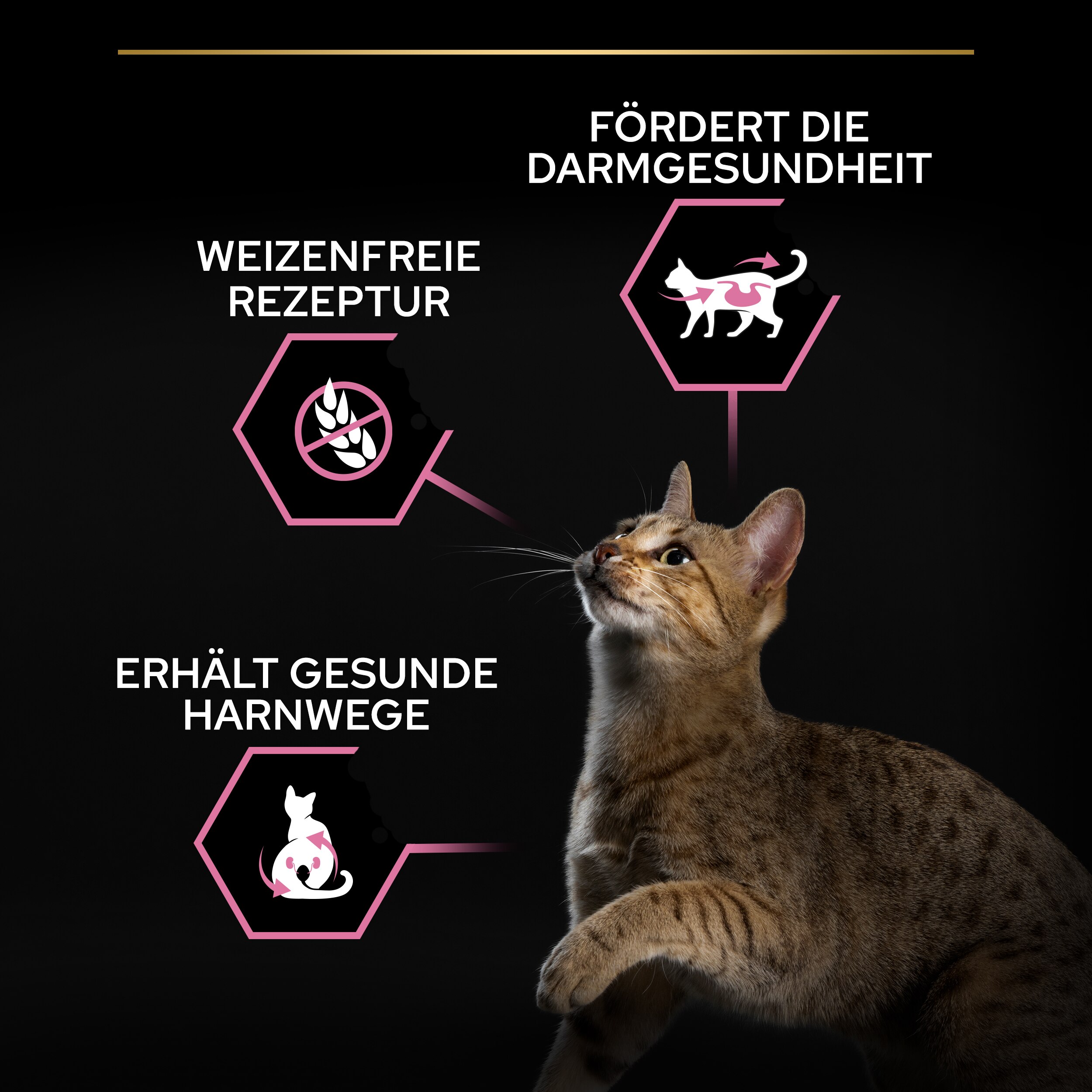 Tier, Katze, Säugetier, Haustier