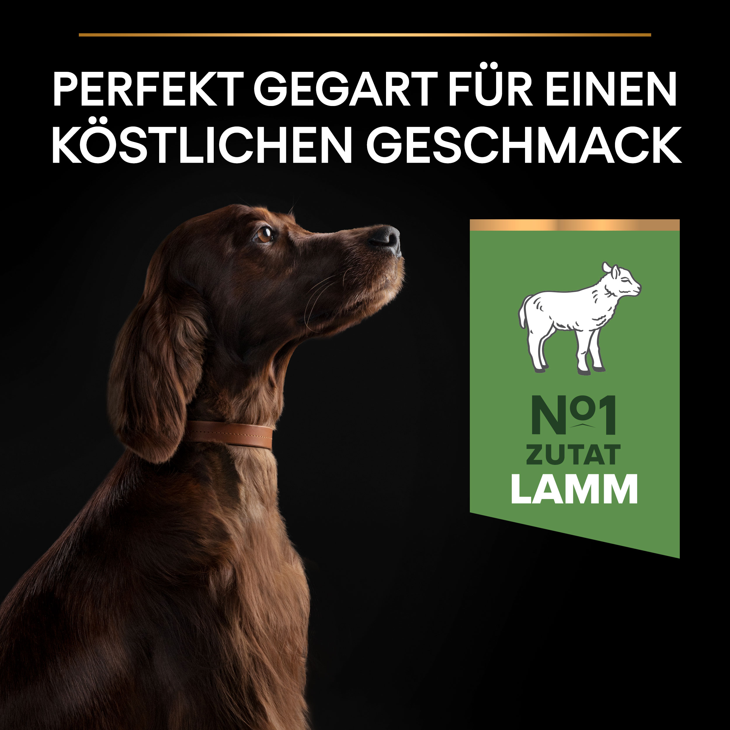 PU_Flavour Tile_M2_Sensitive Digestion _Adult Large Athletic Lamb_DE_221205_1 Trockenfutter mit Lamm für erwachsene große, athletische Hunde