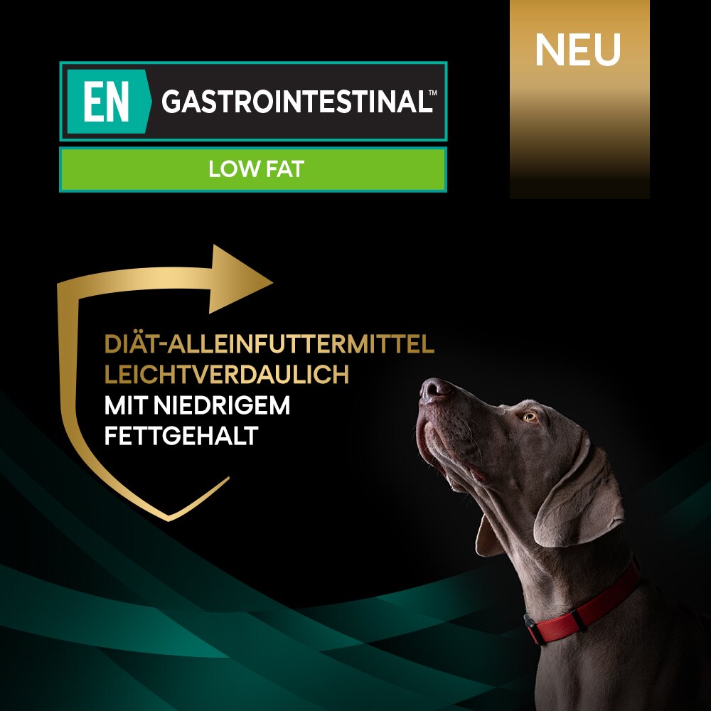 Hund, Haustier, Werbung, Zeiger, Plakat
