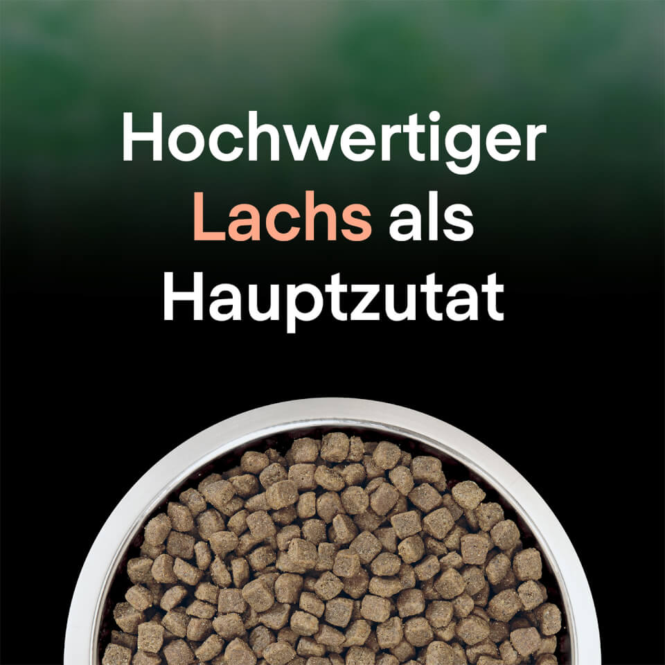 13314336-1564894852680003 Hochwertiger Lachs als Hauptzutat