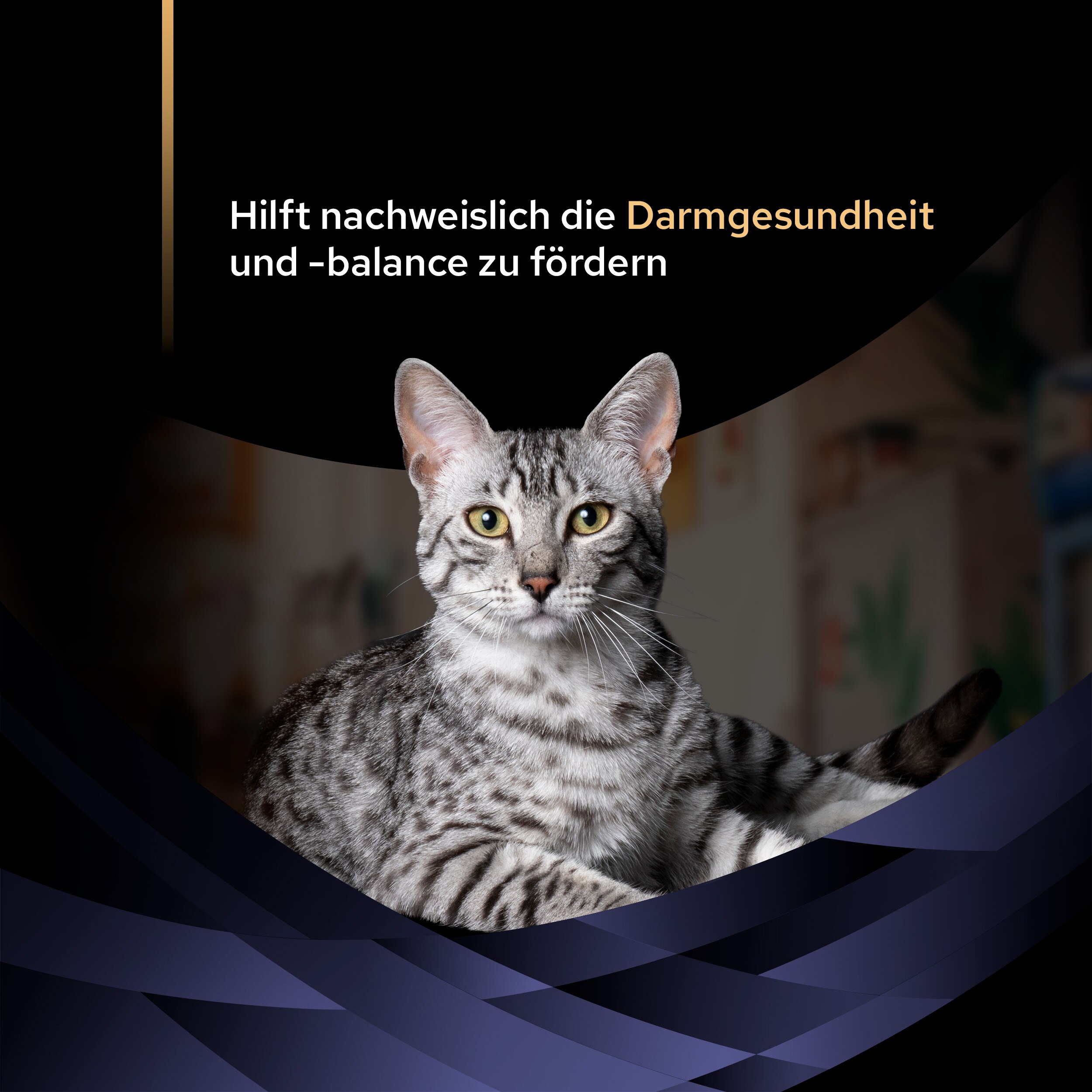 FortiFlora Ergänzungsfuttermittel für Katzen zur Unterstützung der Darmgesundheit, 30 x 1g