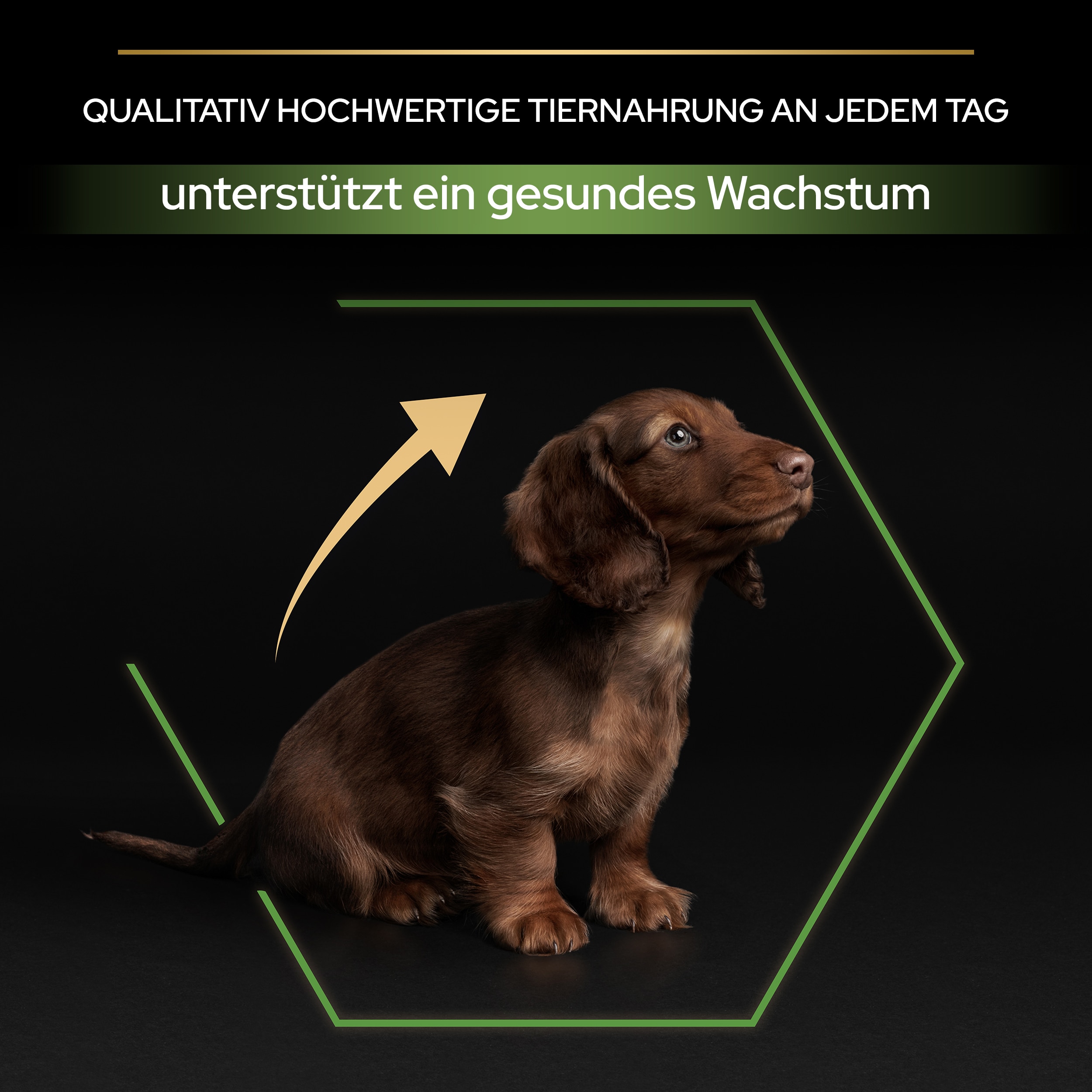 B00Y9SU19O.pt05 Puppy Healthy Start Trockenfutter für ein gesundes Wachstum