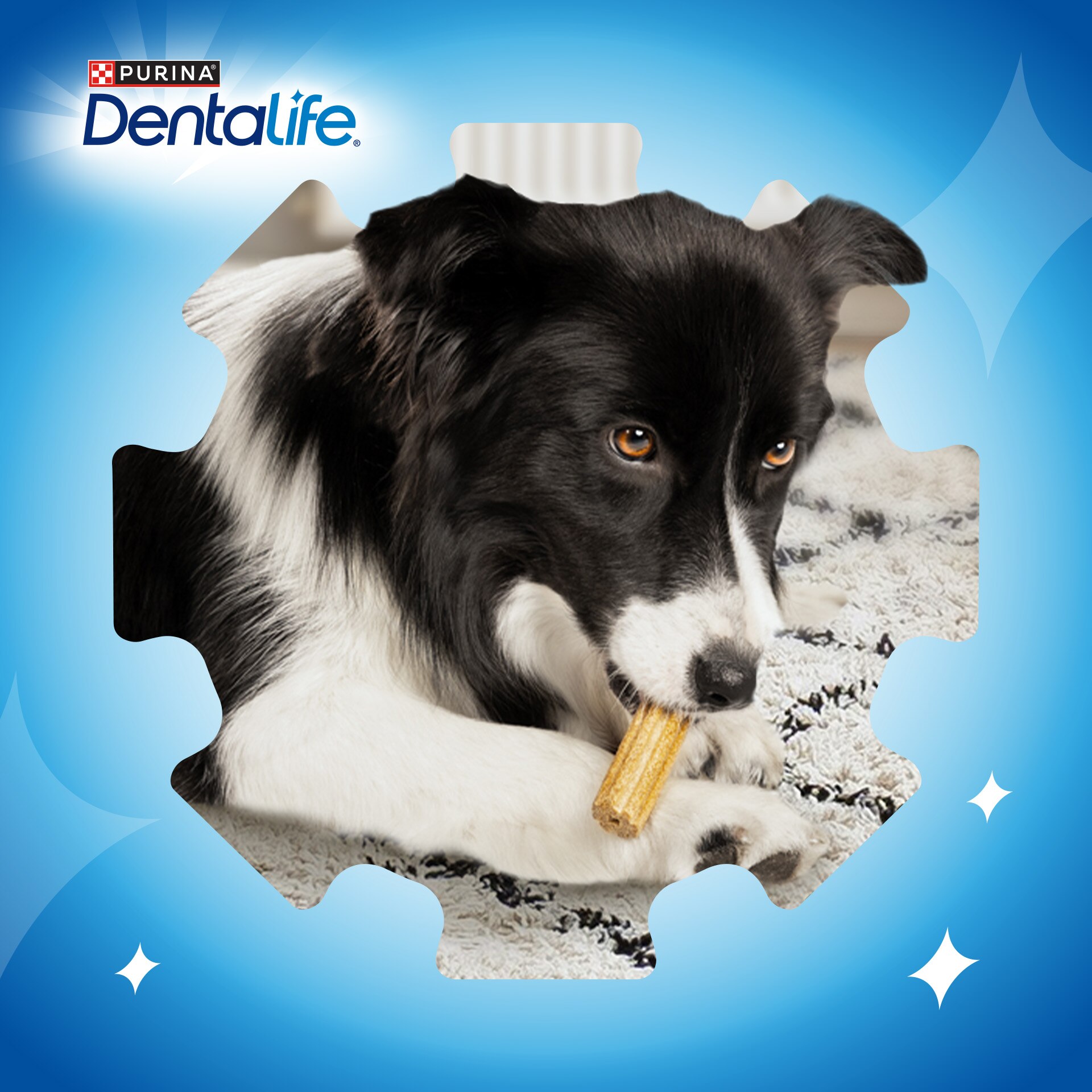 Hund, Säugetier, Haustier, Collie