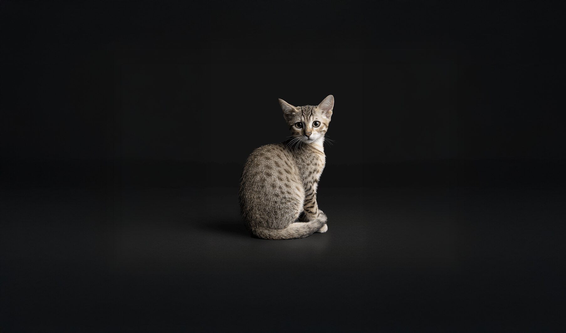 Tier, Katze, Säugetier, Haustier, Tier, Katze, Säugetier, Haustier