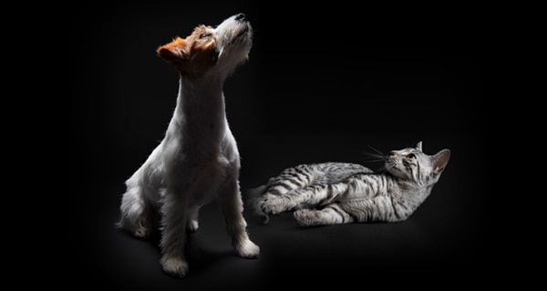 original-080_Motiv_Hund_Katze_600x320_Motiv02-093906 original-080_Motiv_Hund_Katze_600x320_Motiv02-093906