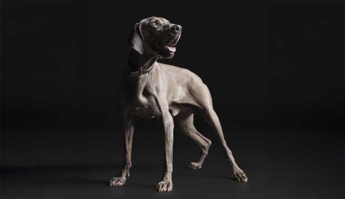 Hund, Säugetier, Deutsche Dogge, Haustier