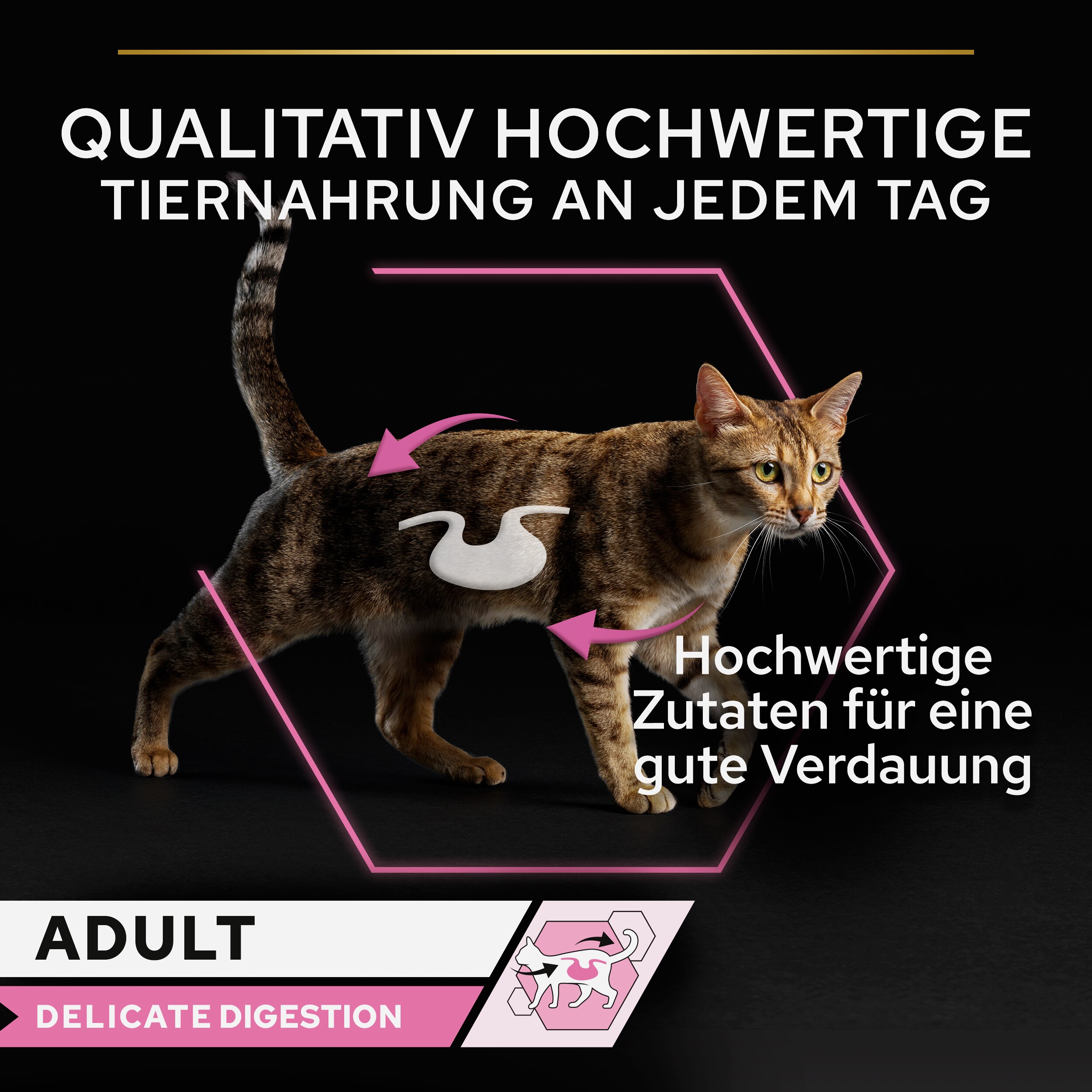 Werbung, Plakat, Katze, Säugetier, Haustier