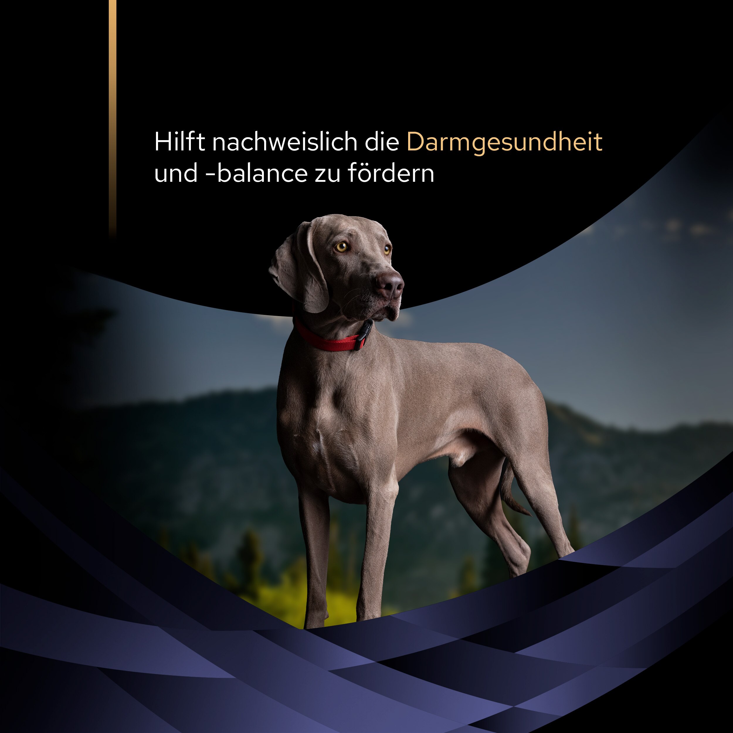 FortiFlora, Ergänzungsfuttermittel für Hunde zur Unterstützung der Darmgesundheit 30 x 1g