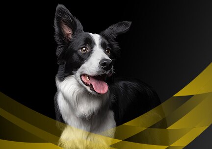 DE_PURINA_PROPLAN_0326_Shop_Teaser_Ratgeber_432x304