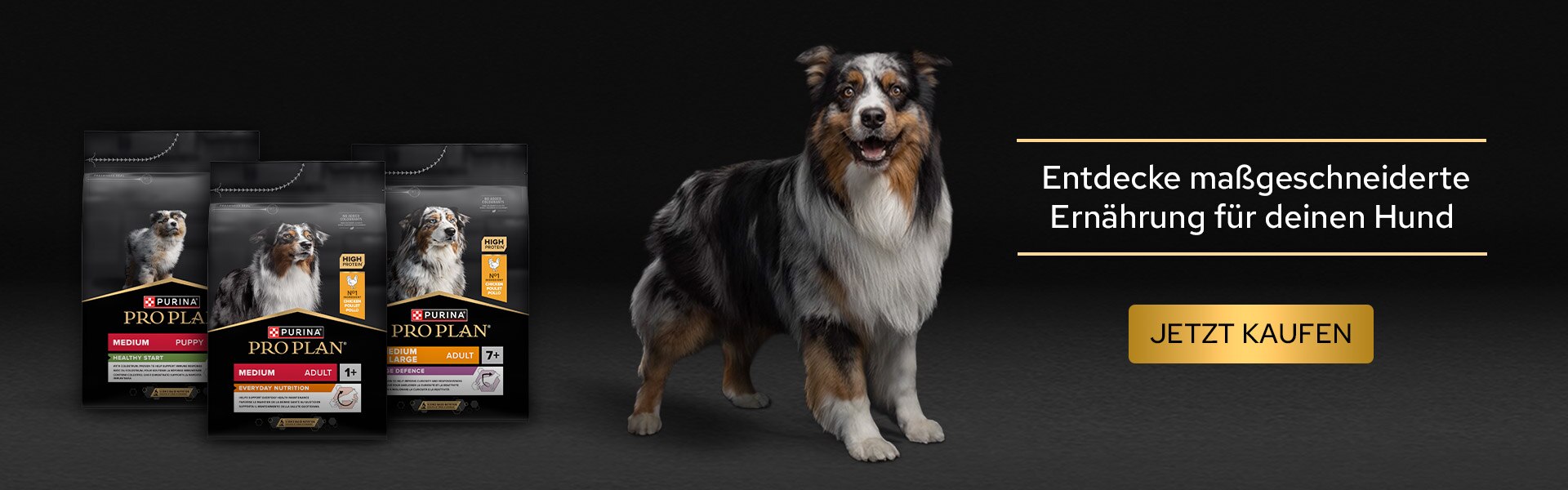 Hund, Collie, Werbung, Plakat