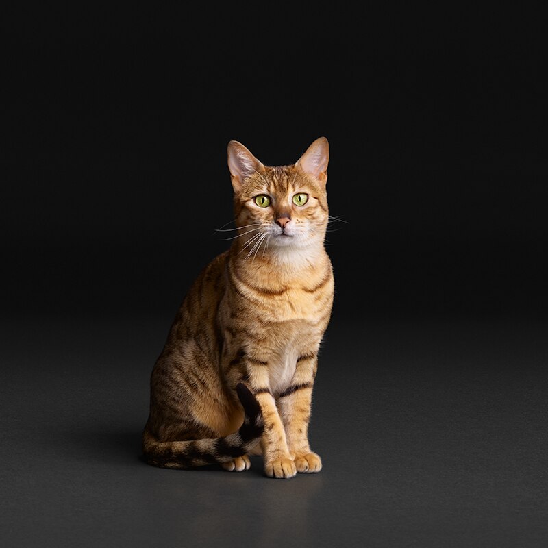 Katze, Tigerkatze, Tierfoto, katzenfell, ginger Katze