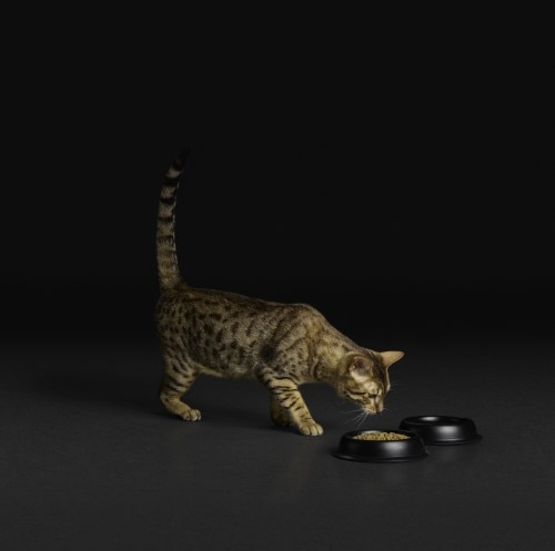 original-Pro_Plan_Megabrand_Campaign_cat_500x500-114643 original-Pro_Plan_Megabrand_Campaign_cat_500x500-114643