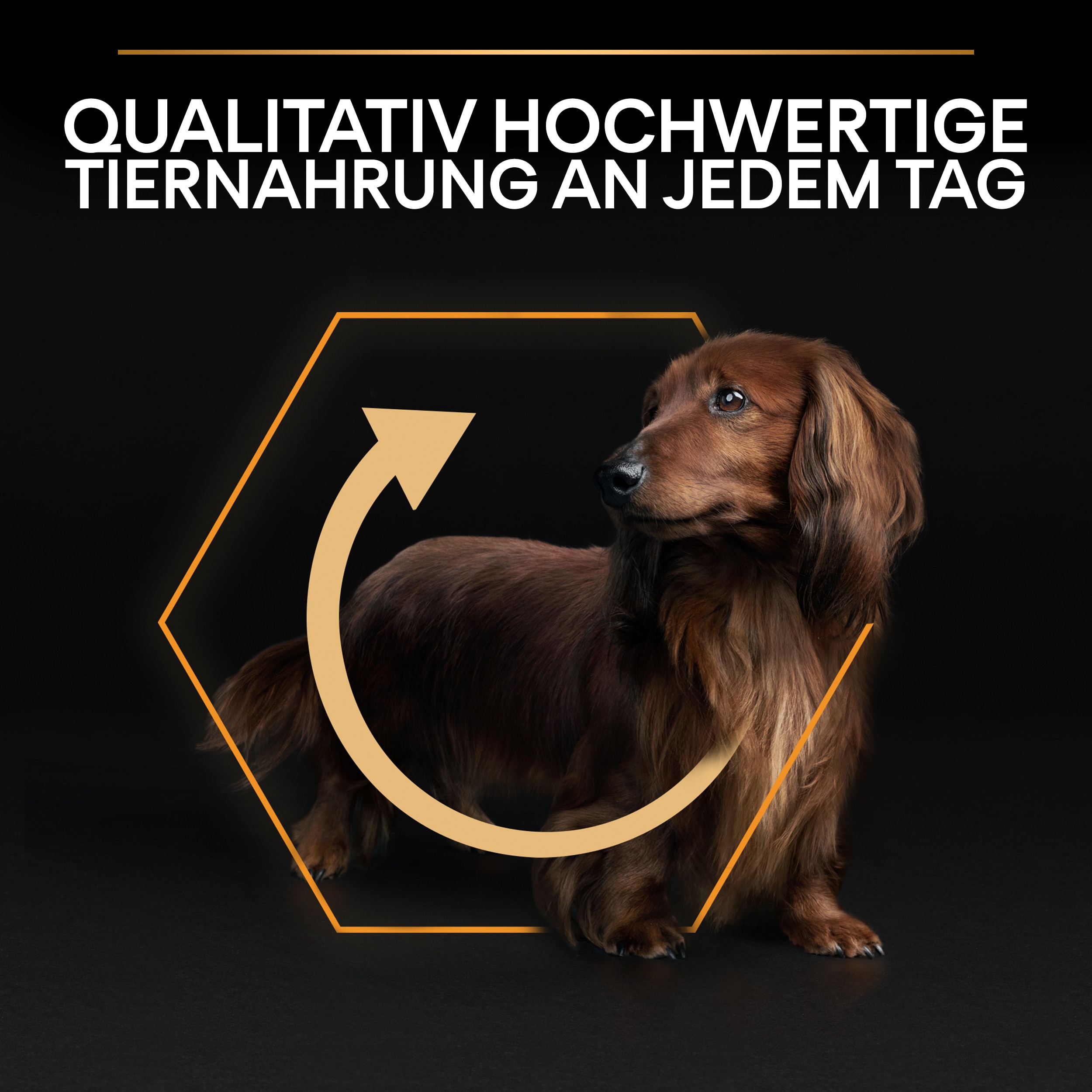 B00Y9SU0EA.pt05 Hochwertige Tiernahrung: Small/Mini Everyday Nutrition