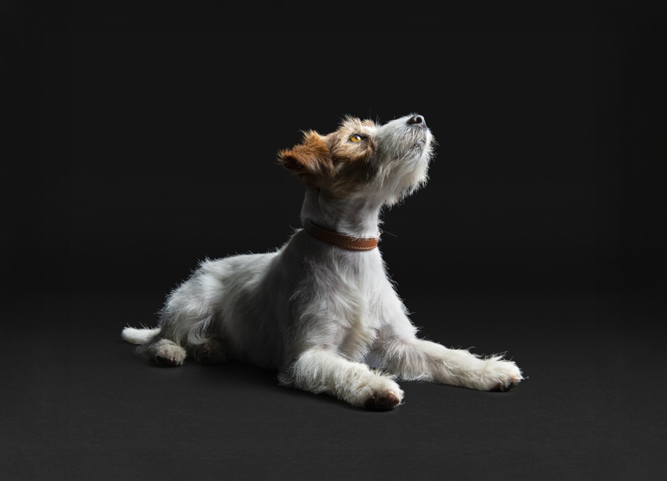 Hund, Riemen, Weißer Hund, Terrier, Welpe