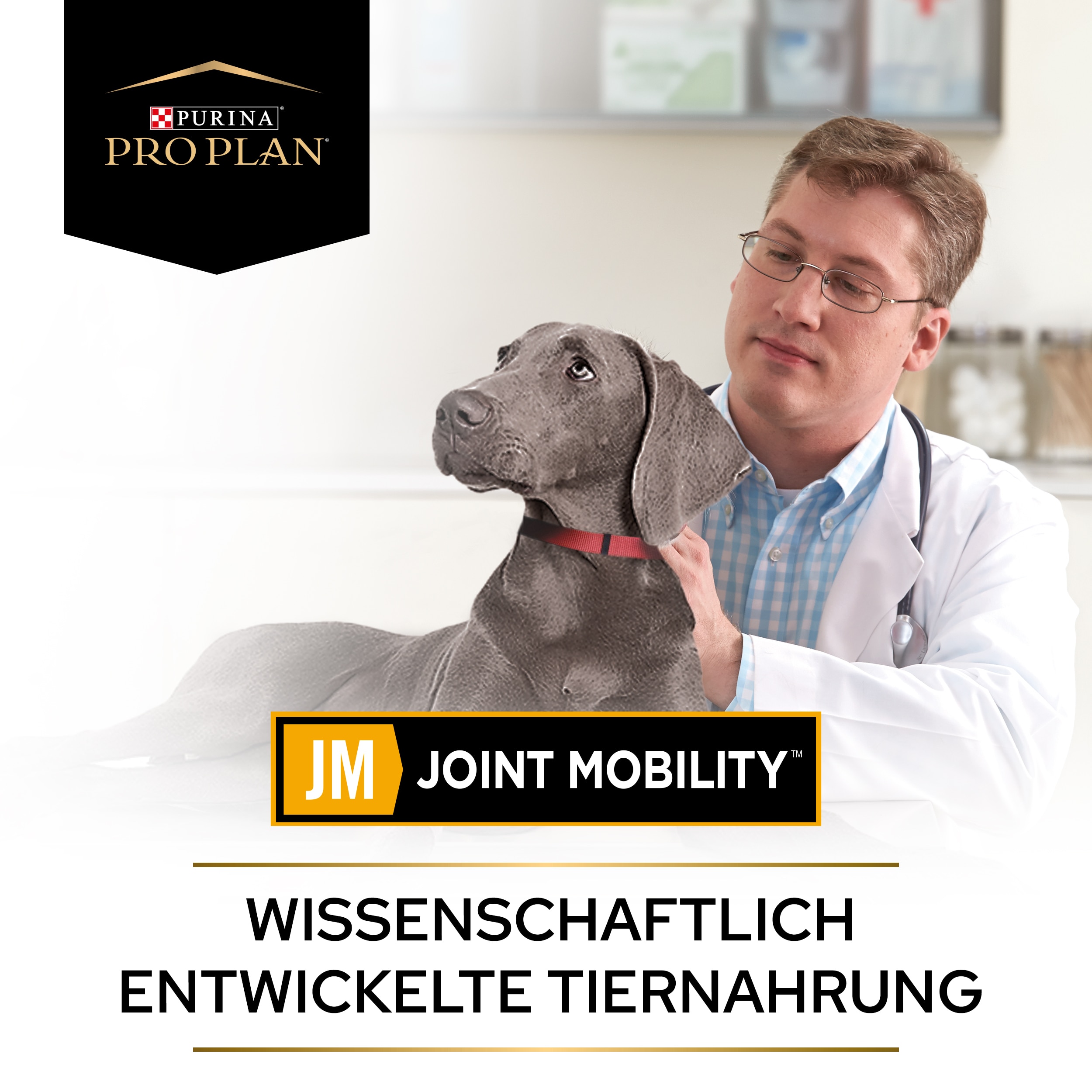 PUPPVDDDPPVJM22Endo1LDE_1665110999964 Tierarzt untersucht grauen Hund