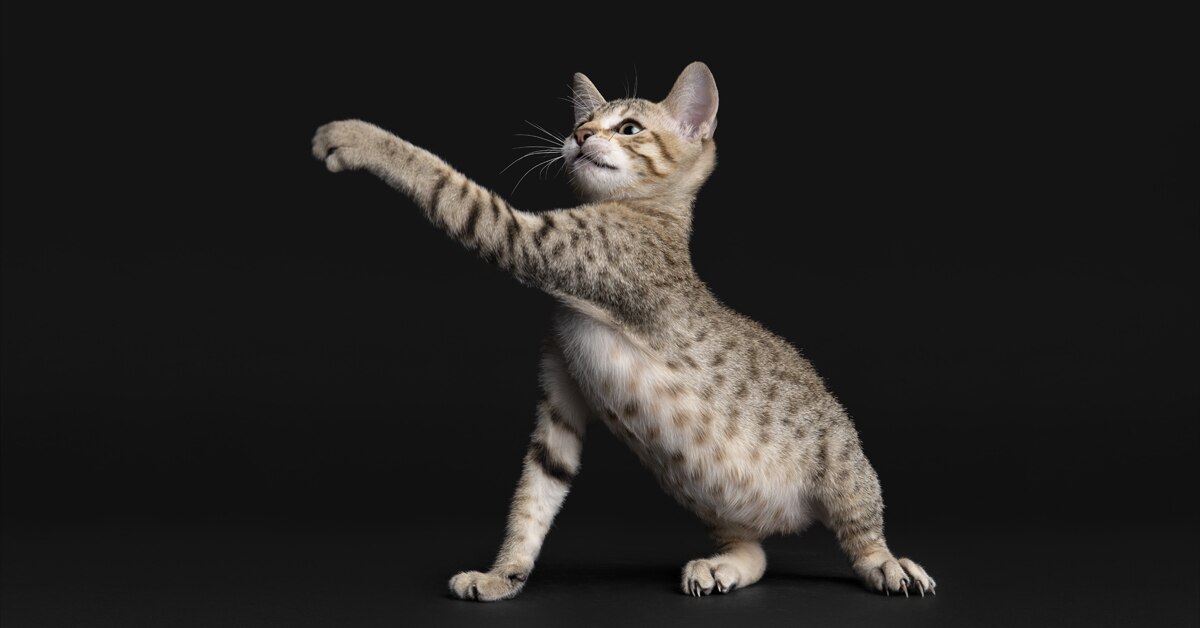 PP Cat 1a
