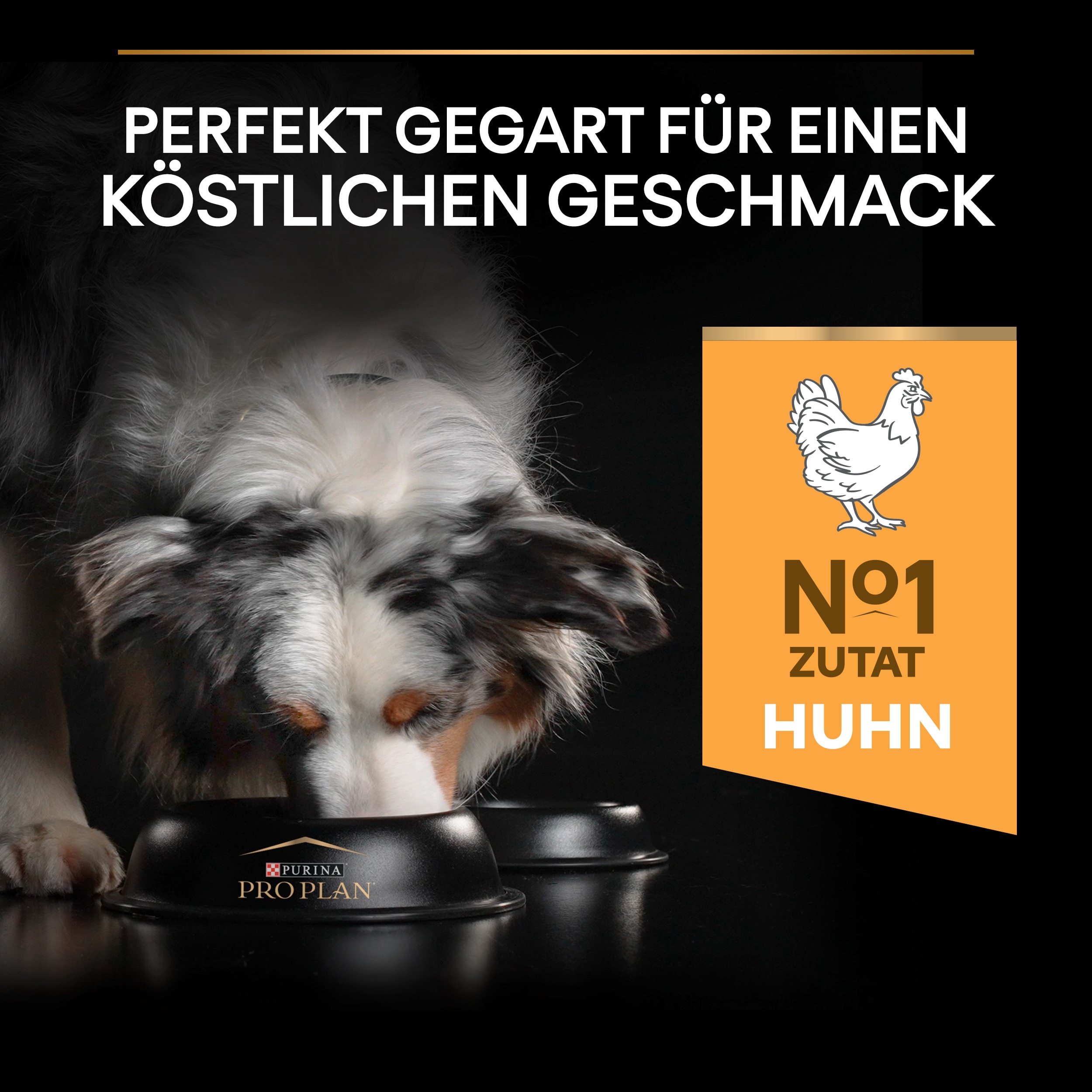 B00Y9SSI1W.pt03 Medium Everyday Nutrition für Hunde mit Huhn