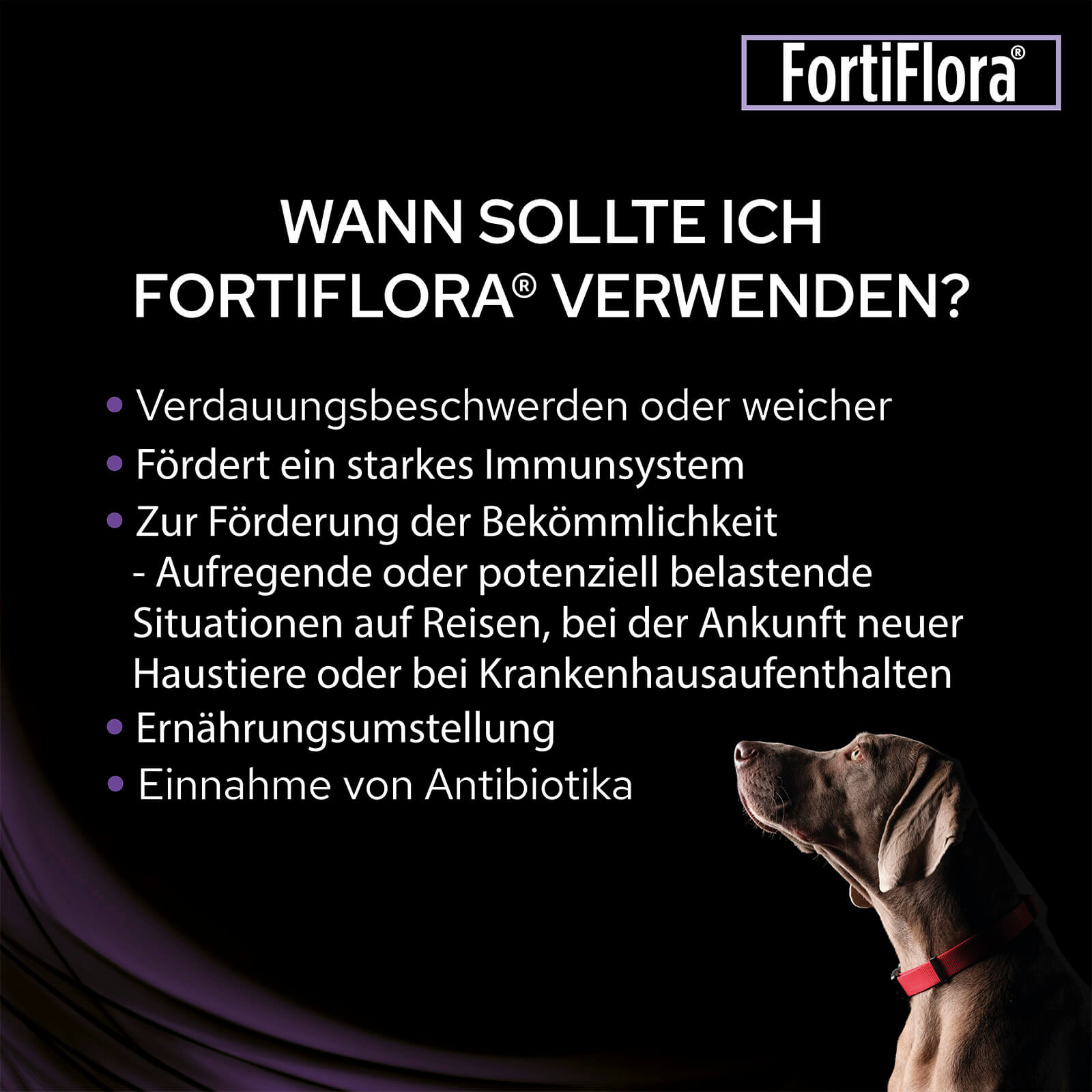 12937625-9885160575251353 Wann sollte man FortiFlora Ergänzungsfuttermittel verwenden