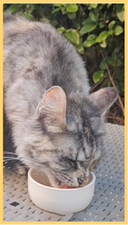 Katze beim Fressen während des Hairball-Care-Anwendungstests